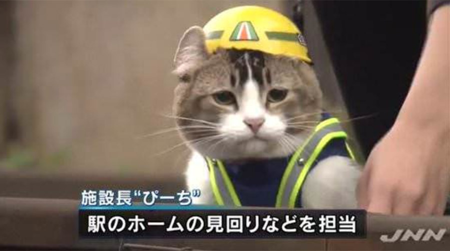 【悲報】現場猫さん、労働安全のポスターになってしまう