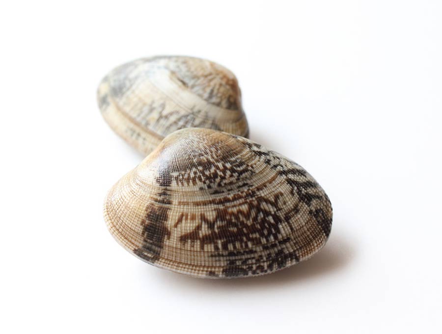 【ハゲ速報】アサリの貝殻にハゲ治療効果があることが判明。東京大学研究チームが発見
